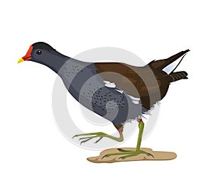 Vector illustration of a moorhen