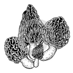 Vector illustration of morel mushroom bush