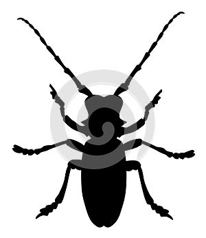 Beetle Morimus Funereus