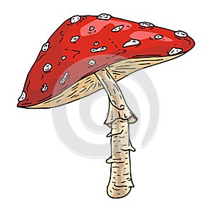 Vector illustration of a mushroom. Inedible mushroom in the forest. Amanita