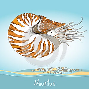 Vector illustration of Nautilus Pompilius or chambered nautilus on the blue background. Striped sea mollusk in contour style