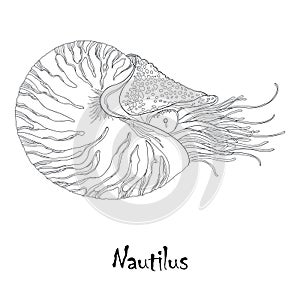 Vector illustration of Nautilus Pompilius or chambered nautilus isolated on white background. Sea mollusk in contour style photo