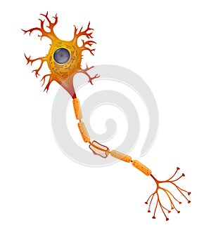 Vector illustration of neuron