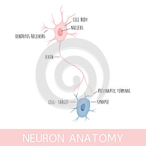 Vector illustration of neuron anatomy. Axon, dendrites and cell body photo