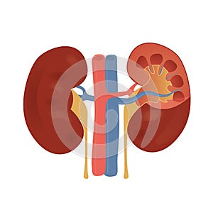 Vector Illustration of the normal kidney structure