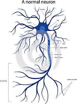 Vector illustration of a normal neuron. Structure of a neuron.