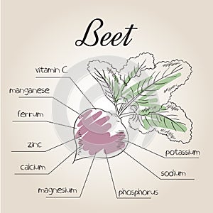 Vector illustration of nutrient list for beet