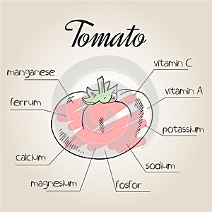 Vector illustration of nutrient list for tomato