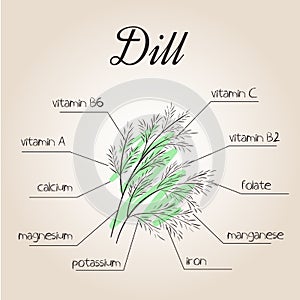 Vector illustration of nutrients list for dill