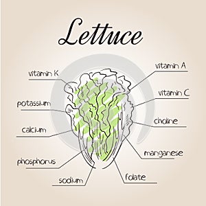 Vector illustration of nutrients list for lettuce