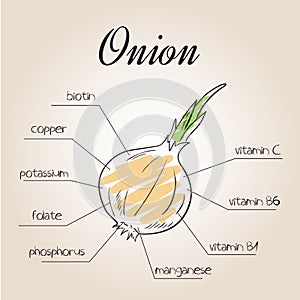 Vector illustration of nutrients list for onion