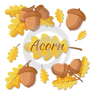 Vector illustration of oak acorn. Oak tree branch with leaves and acorns. Acorn separate, acorn with leaf isolated on a