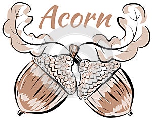 Vector illustration oak branch two acorns