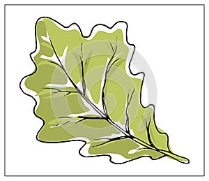 Vector illustration with oak leaf on a white background