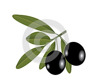 Vector illustration of the olive on the branch