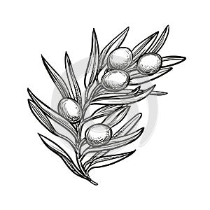 Vector illustration of olive branch