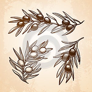 Vector illustration of olive branch