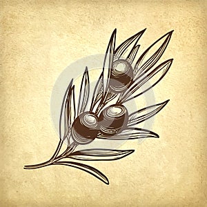 Vector illustration of olive branch