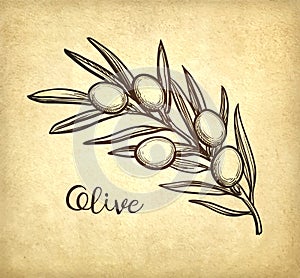 Vector illustration of olive branch.