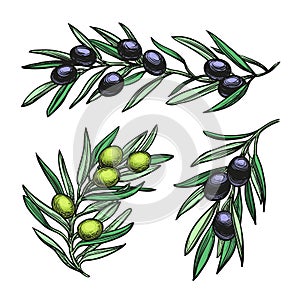 Vector illustration of olive branches.