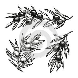 Vector illustration of olive branches