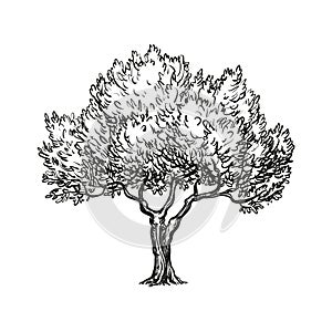 Vector illustration of olive tree