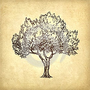 Vector illustration of olive tree