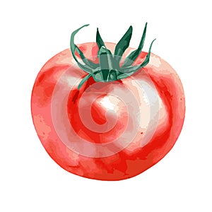 Vector illustration of one fresh red tomato isolated on a white background