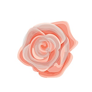 Vector illustration of one gentle pink rose flower.