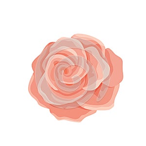 Vector illustration of one gentle pink rose flower.