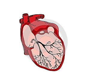 Vector illustration of open heart