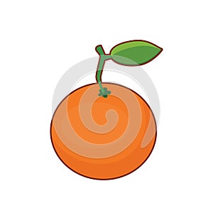 Vector illustration of orange fruit