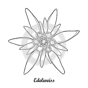 Vector illustration with outline Edelweiss or Leontopodium alpinum isolated on white background. Symbol of Alp Mountains.