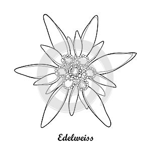 Vector illustration with outline Edelweiss or Leontopodium alpinum isolated on white background. Symbol of Alp Mountains. photo