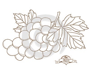 Vector illustration Outline hand drawn grape(flat style, thin li