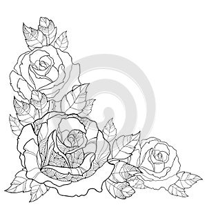 Vector illustration with outline rose flower and foliage isolated on white background. Floral elements with roses and leaves.