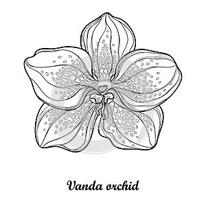 Vector illustration with outline Vanda orchid flower isolated on white background. Epiphyte tropical flower. Exotic Vanda.