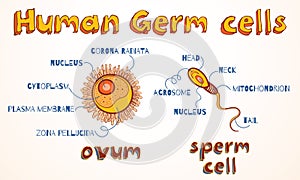 Vector illustration of ovum and sperm cell
