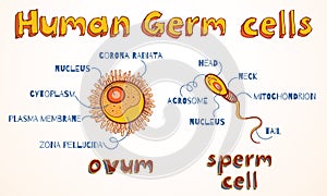 Vector illustration of ovum and sperm cell photo