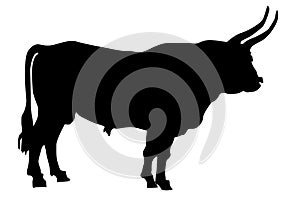 Vector illustration of the oxen