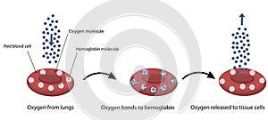 Vector illustration of Oxygen and hemoglobin.