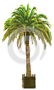 Vector illustration of the palm tree