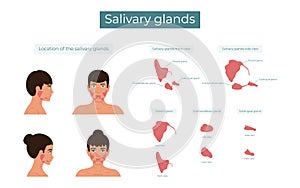 Parotid, submandibular and sublingual salivary glands. The location of the salivary glands photo