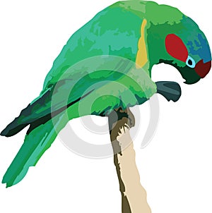 Vector illustration of a parrot