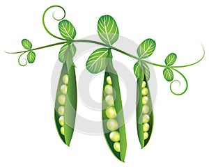 Pea pods illustration