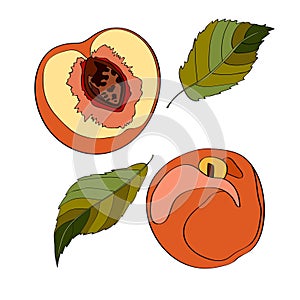 Vector illustration. Peach, sliced peach, half peach, peach leaves.