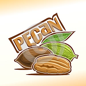 Vector illustration of pecan