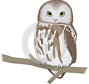 Saw Whet Owl Perched Illustration photo