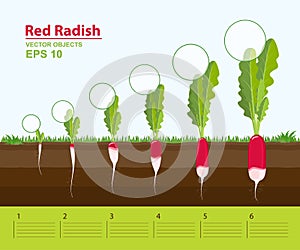 Vector illustration. Phases of growth of a red radish in the garden. Growth, development and productivity of red radish