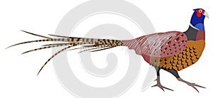 Vector Illustration of a Pheasant